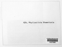 Phyllosticta rhamnicola image